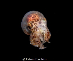 squid by Edwin Escleto 